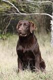LABRADOR 743